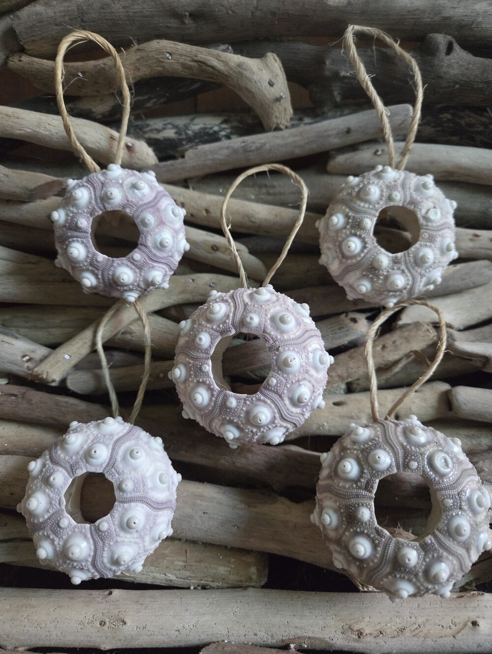 Natural Sea Urchin Ring Ornaments - Decorative Accents